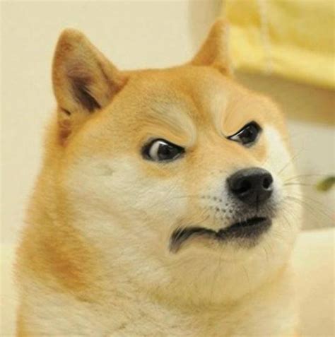 Angry Doge | Doge | Know Your Meme