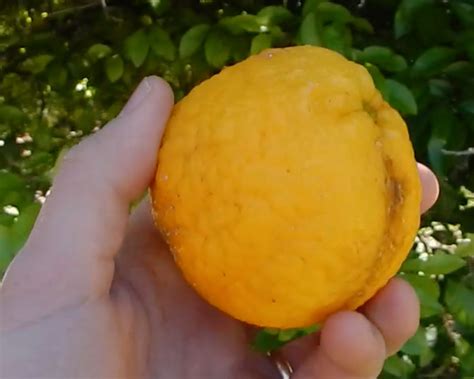 Growing Fruit Trees from Seed is Worth It: Proof! | The Survival Gardener