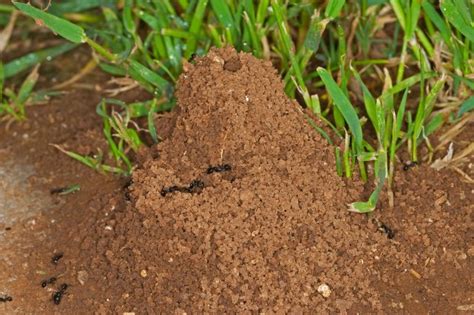 I’m a gardening expert – the seven easy ways to get rid of ant nests in your garden to banish ...