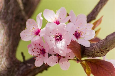 Prunus cerasifera 'Nigra' (Black Cherry Plum)