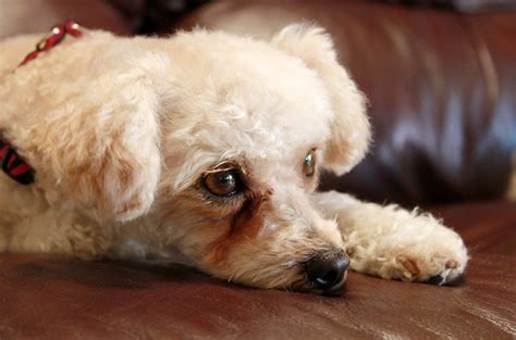 Bichpoo Dog Breed Health, Temperament, Grooming, Feeding and Puppies - PetGuide | PetGuide