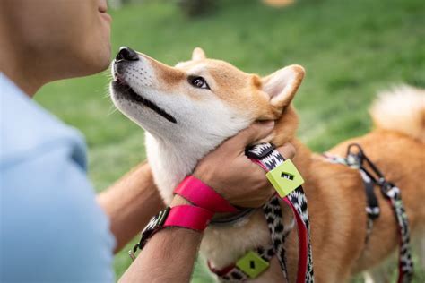 Service Dog Training in California