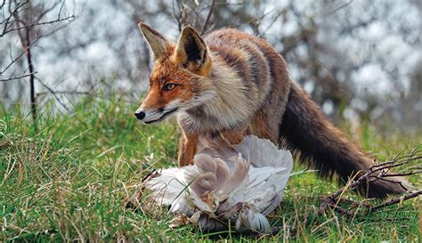 Protect Your Livestock From Predators With Old-School Methods - Hobby Farms