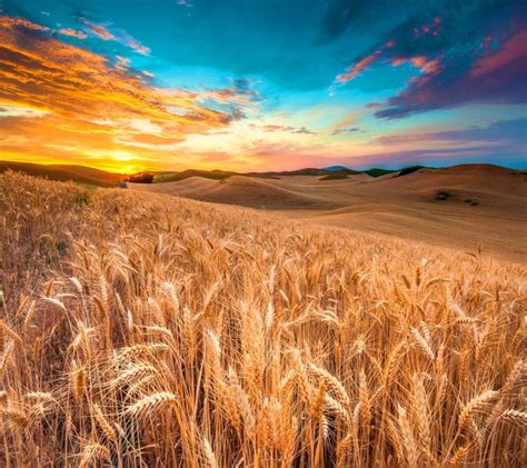 Wheat Field | Field wallpaper, Nature photography, Nature wallpaper