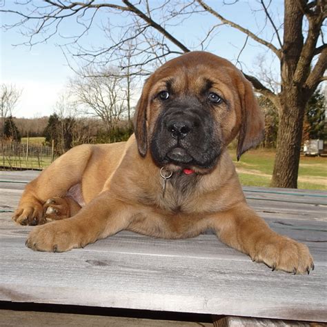 Mastador Puppies Available at Covenant Farm Puppies!