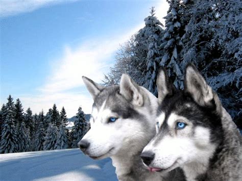 Pin by Evanice Jimenez on wolf | Siberian husky puppies, Siberian husky, Dogs