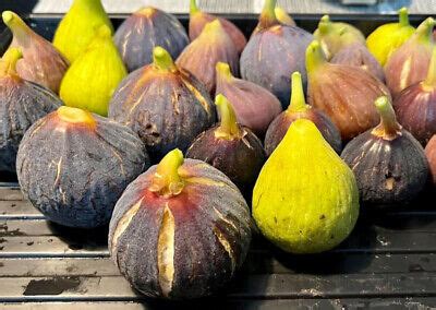 Fig Tree Cuttings (Assorted Varieties) | eBay