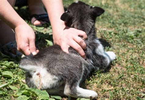 How Do You Know If Your Dog Has Worms?