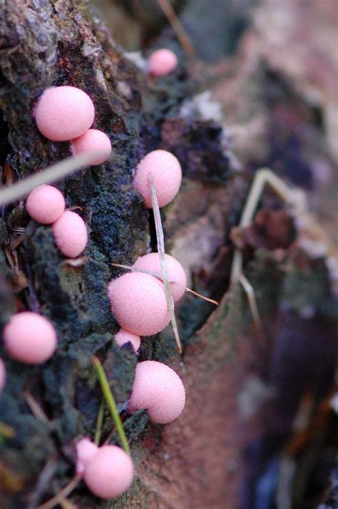 Lycogales epidendrum | Flickr - by Monika & Manfred Le Totem, The Magic Faraway Tree, Pink Slime ...