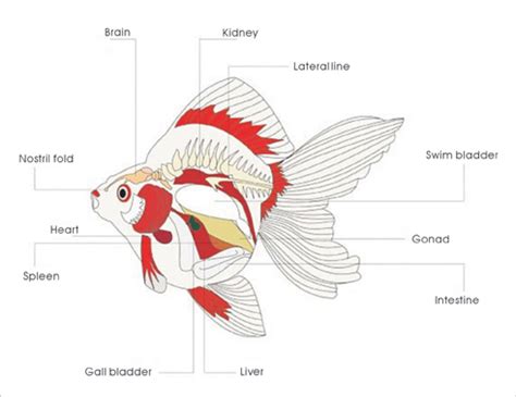 miss b. haven: anatomy of a goldfish! (LOL)