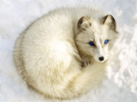 Artic fox | Arctic fox, Foxes photography, Cute animals