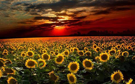 Sunflower Wallpapers - Wallpaper Cave