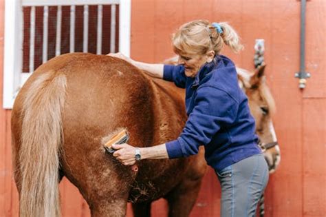 Horse Cleaning Photos, Download The BEST Free Horse Cleaning Stock Photos & HD Images