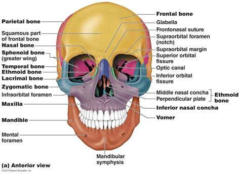 Labeled Diagrams Of Skull | MedicineBTG.com