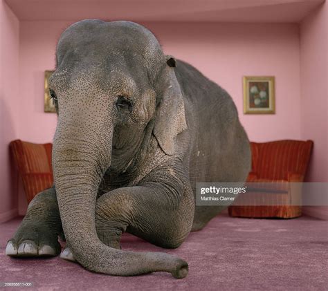 Asian Elephant In Lying On Rug In Living Room High-Res Stock Photo - Getty Images