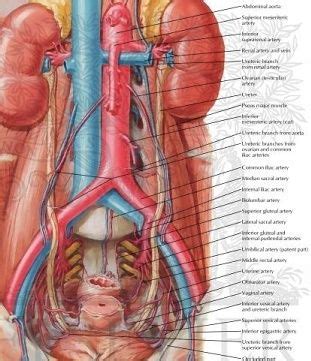 Uterine Artery Anatomy