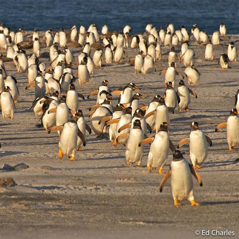 BBC Earth on Instagram: “Every day during the spring breeding season in the Falkland Islands ...