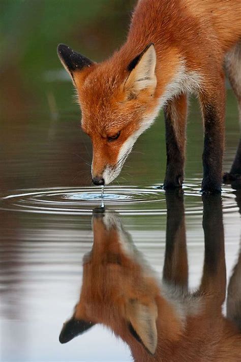 Stunning reflection !!! | PICSVIP.COM | Animals, Cute animals, Forest animals