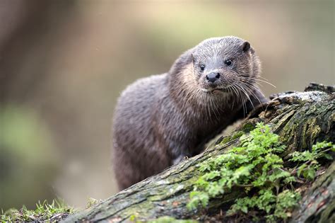 European otter by Craig Churchill - Photo 28938859 / 500px