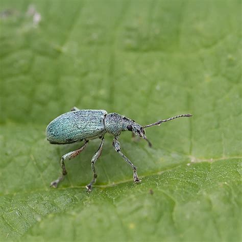 Snout beetle | Snuitkever | Ouwesok | Flickr