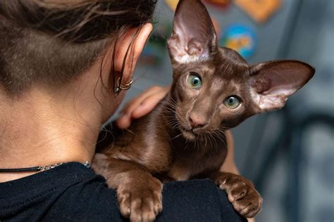 Oriental Shorthair Cat Breed Information & Characteristics | Daily Paws