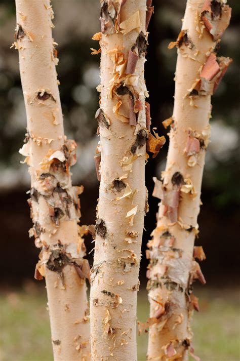 Outdoor & Gardening Home & Living Seeds & Seed Bombs betula nigra ...