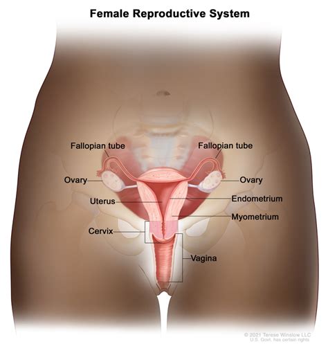 [Figure, Anatomy of the female reproductive...] - PDQ Cancer ...