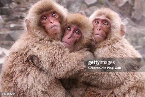 1,868 Monkeys Hugging Stock Photos, High-Res Pictures, and Images ...