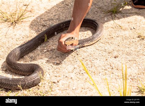 Cobra snake in natural habitats Stock Photo - Alamy