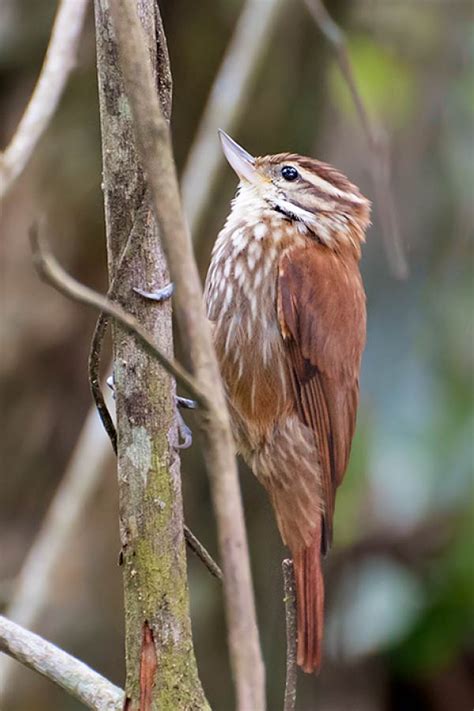 Xenops Facts: Discover A Group Of Often Overlooked Rainforest Birds