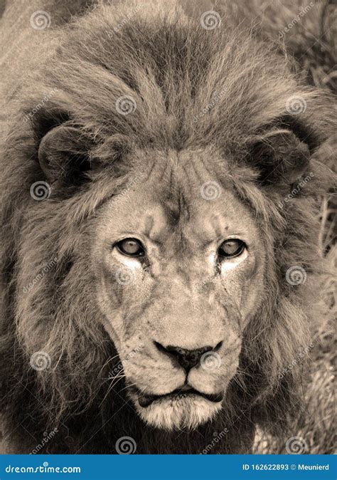 Male lion mane stock image. Image of canine, fauve, lioness - 162622893