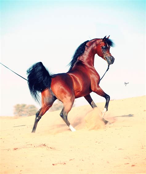 Knocke Arabians