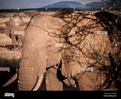 Elephant Safari Kenya Africa Stock Photo - Alamy