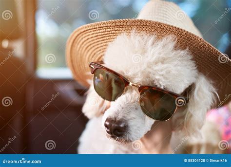 Cute Boy Ready To Dive In The Sport Swimming Poolb Standing On Border ...