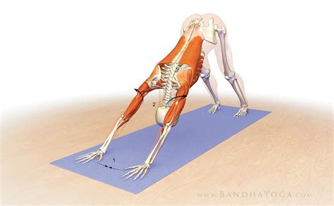 Online Yoga Teacher Ed: Dr. Ray Long on Stabilizing the Shoulder in Downward Facing Dog ...