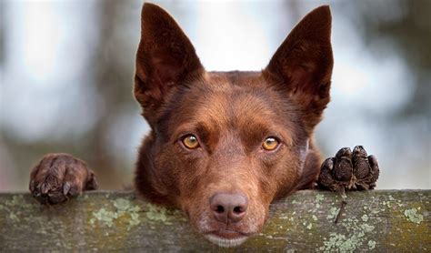 Gallery: A tribute to Australian working dogs