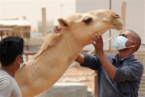 Camels can be dangerous to humans in certain situations. – Nature Blog ...