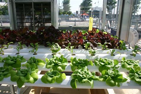 How to grow food with hydroponics