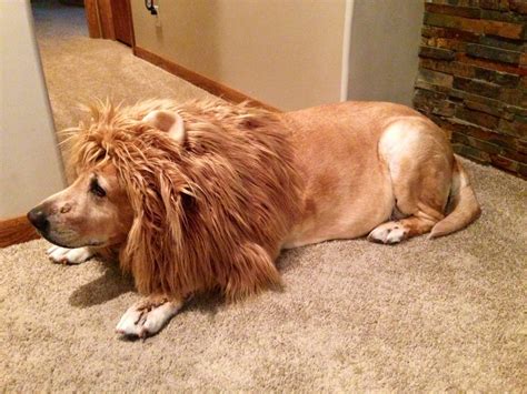 Lion Mane Dog Costume - Etsy