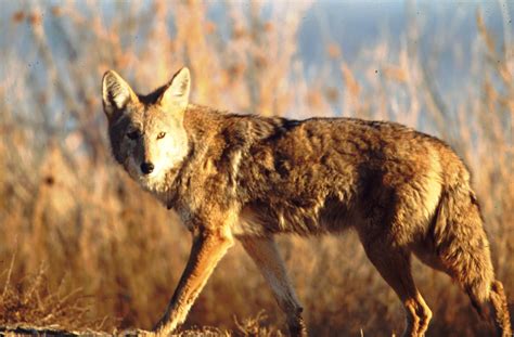 The Coyote (U.S. National Park Service)