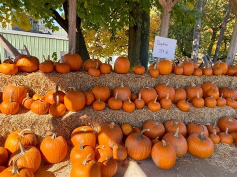 Pumpkin Patches Near Yorktown, Somers 2020 | Yorktown, NY Patch