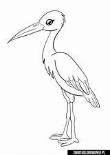 Bocian Kolorowanka Cegonha Desenho Stork Druku Pintarcolorir Jedzenia  sketch template