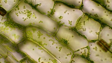 7.4 Lesson 5 Video of Elodea under a Microscope - YouTube