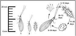 Fact sheet - Green lacewing (270)