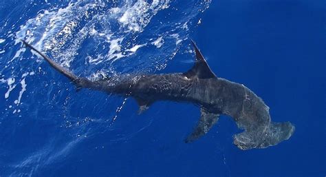 fis00283 | Scalloped hammerhead shark . Image ID: fis00283, … | Flickr
