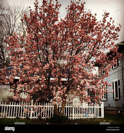 Magnolia tree in bloom in Ohio Stock Photo - Alamy