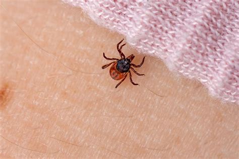 Identifying Ticks and Tick Bites | Tick Bite vs Spider Bite