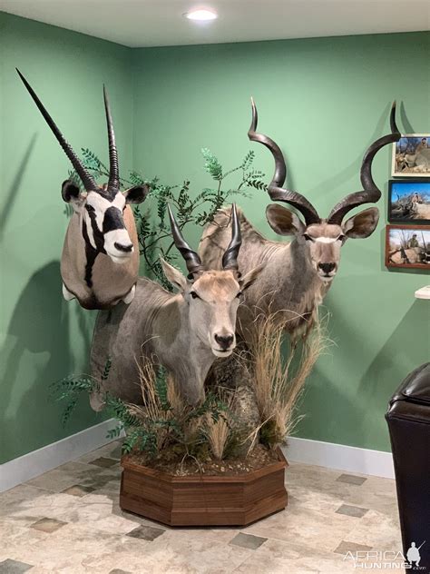 Gemsbok, Eland & Kudu Pedestal Mount Taxidermy | AfricaHunting.com