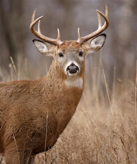 Deer hunting season opens | Deer hunting season, Deer hunting, Hunting ...