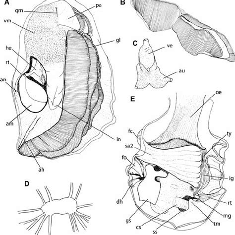 Crassostrea gigas anatomy: (A) pallial cavity, posterior region,... | Download Scientific Diagram